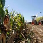 corn harvest