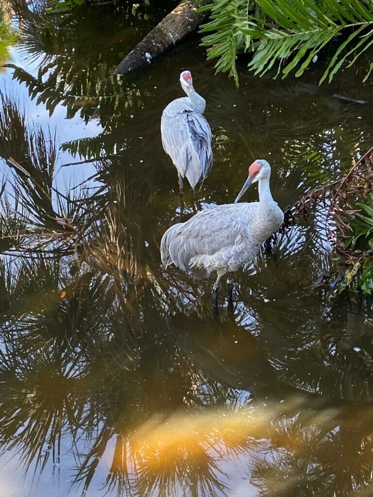 Sandhill Cranes - photo by Sherrie Pruett
